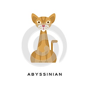 Purebred abyssinian cat. Elegant short-haired feline with brown tabby coat, muscular body, large, pointed ears and red