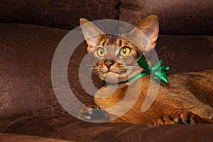 Purebred abyssinian cat with green bow lying on brown couch
