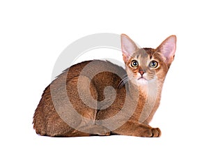 Purebred abyssinian cat isolated on white background. Cute playful kitten isolated