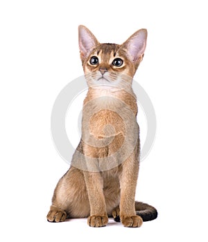 Purebred abyssinian cat isolated on white background. Cute playful kitten isolated