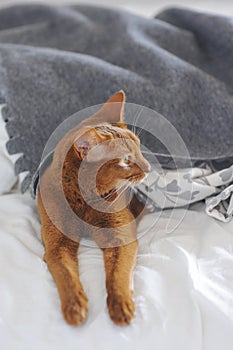 Purebred abyssinian cat is lying on the bed, looks funny