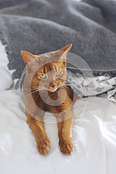 Purebred abyssinian cat is lying on the bed, looks funny