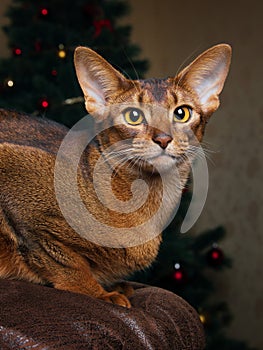 Purebred abyssinian cat lying on brown couch