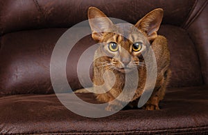 Purebred abyssinian cat lying on brown couch