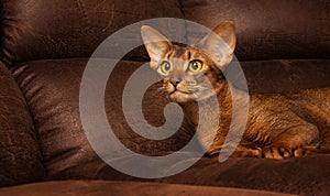 Purebred abyssinian cat lying on brown couch