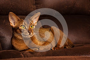 Purebred abyssinian cat lying on brown couch