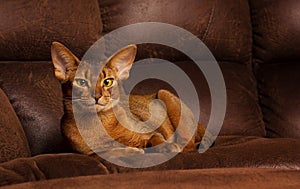 Purebred abyssinian cat lying on brown couch