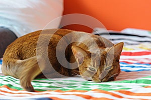 Purebred abyssinian cat lying on couch