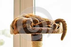 Purebred abyssinian cat lying on scratching post