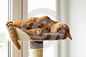 Purebred abyssinian cat lying on scratching post