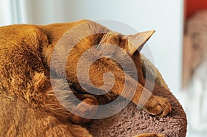 Purebred abyssinian cat lying on scratching post