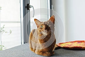 Purebred abyssinian cat sitting near the window