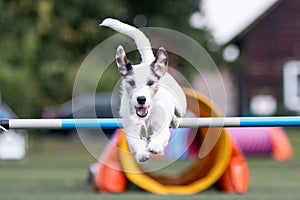 Purebred active black and white parson russel terrier running dog agility
