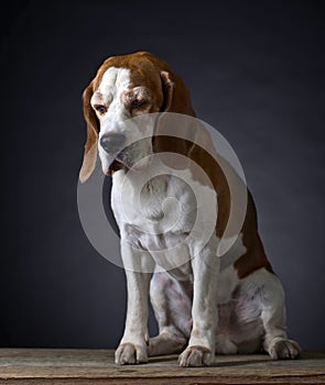 Purebred adult beagle .