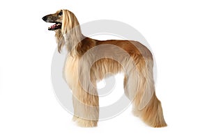 Purebred Afghan hound dog