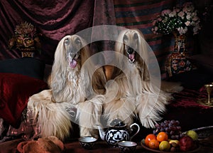 Purebred Afghan hounds dogs