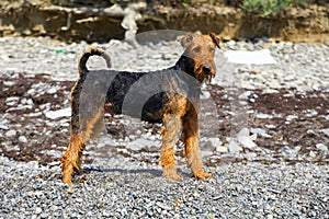 Purebred airedale terrier outdoors