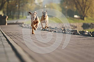 Purebred airedale terrier outdoors