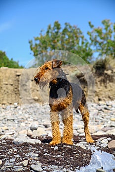 Purebred airedale terrier outdoors