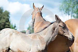 Purebred akhalteke dam with foal