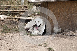 A purebred Alabai dog lie near own booth