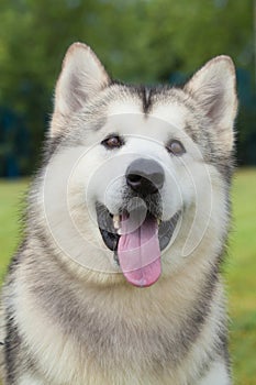 purebred Alaskan Malamute dog on the green background