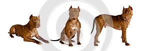 Purebred American Pit Bull Terrier dog isolate collage on white background