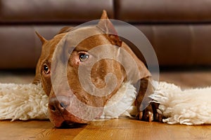 Purebred American Pit Bull Terrier dog lying on a fur rug in the living room