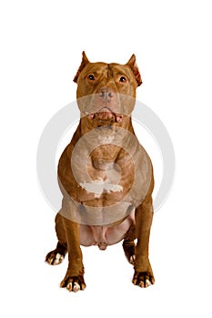 Purebred American Pit Bull Terrier dog sitting over white