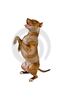 Purebred American Pit Bull Terrier dog stands up on its hind legs