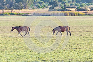 Purebred andalusian spanish horses, mares grazing in Donana National Park , nature reserve in wetlands