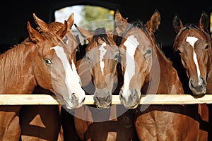 Purebred anglo-arabian chestnut horses standing at the barn door