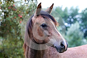 Purebred arabian foal posing in the garden