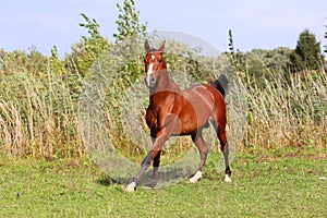 Purebred arabian horse galloping across a green summer pasture