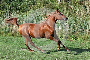 Purebred arabian horse galloping across a green summer pasture