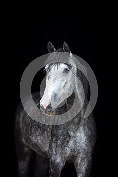 Purebred arabian horse isolated on black backgtound.