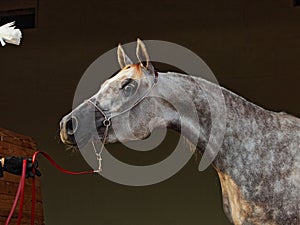 Purebred Arabian Horse mare with jewelry bridle