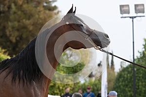 Purebred Arabian horse in a morphological competition