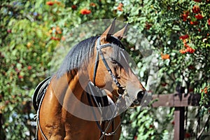 Purebred Arabian Horse, portrait of a bay mare in autumn nature background