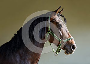 Purebred Arabian Horse, portrait of a bay stallion