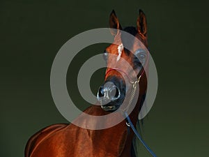 Purebred Arabian Horse, portrait of a bay stallion