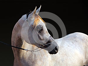 Purebred Arabian Horse, portrait of a dapple gray mare