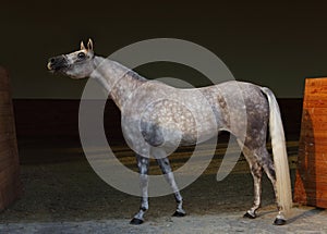 Purebred Arabian Horse, portrait of a dapple gray mare with jewelry bridle in dark background