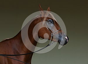 Purebred Arabian Horse, portrait in dark background