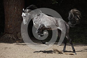 Purebred Arabian Horse, portrait grey mare