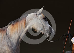 Purebred Arabian Horse, portrait of a grey mare in dark background