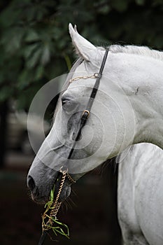 Purebred Arabian Horse, portrait of a grey mare with jewelry bridle