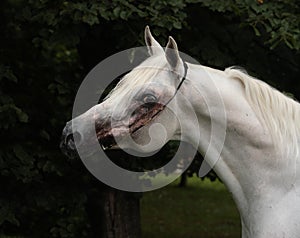 Purebred Arabian Horse, portrait of a grey mare with jewelry bridle