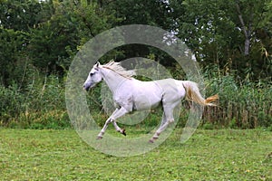 Purebred arabian mare canter on meadow summer time