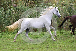 Purebred arabian mare canter on meadow summer time